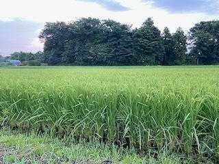 IMG_7396.jpeg